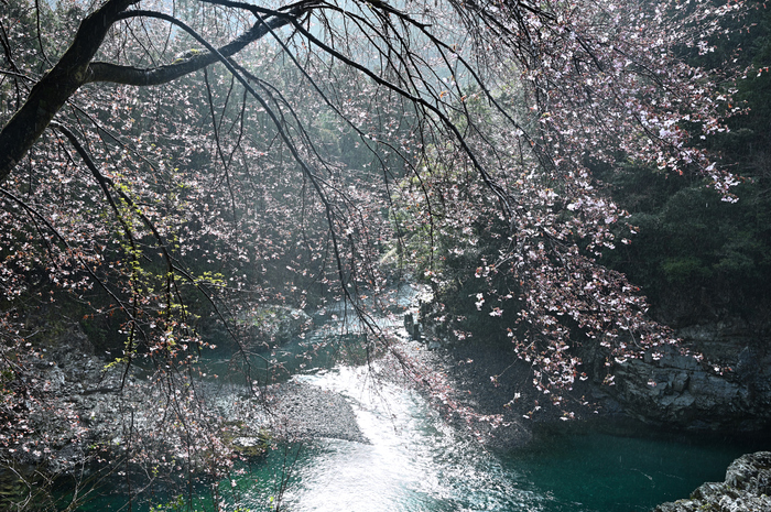 和歌山 古座川 熊野桜（クマノザクラ） 2019 ／ Nikon Z6 - お写ん歩